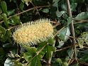 Banksia integrifolia 'Prostrate'
